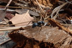 photo thumbnail #4