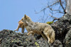 Coyote Pup wild.jpg