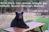 bear.jpg