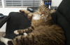 Scruffles Moves In.png
