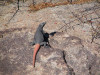 South Mountain w/carrot tail