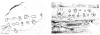Tempe, Arizona. Panels 1 and 2. Digital photo enhancement with drawing on photo.
