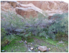 Tempe, Arizona WMP riparian setting.