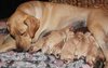goldie6_18_10pups.jpg