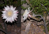 Peniocereus greggii