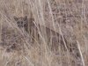 Young Mountain Lion at Big Bend