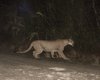 Florida Panther