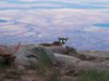 Mountain Lion in AZ