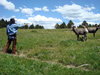 bighorn.jpg