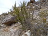 bursera microphylla