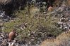 bursera microphylla