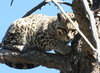 110208_ocelet_newsreleasephoto.jpg