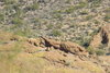 Big_Horn_Sheep_1.jpg