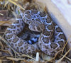 snake5.jpg