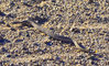 snake12.jpg