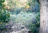 Walnut Spring, 2002 from a short distance