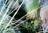 Walnut Spring 2002, up close and blurry