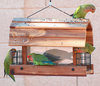 parrots4.jpg