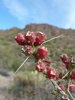 christmas_cholla.JPG