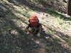 After 6-1/2 hours of brutal off-trail bush-whacking, Gabriele is kissing the ground once back ON a trail