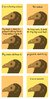 turkey vultures.jpg