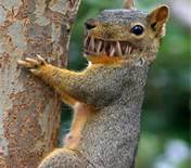 rabid squirrel.jpg