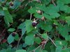 2013-07-14ClarkPeak_05.jpg