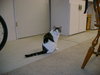 She has lived in Yuma, Flagstaff and Eagar.  Very well-rounded cat!