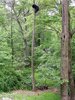 Bear Treed.jpg