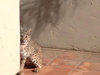 bobcat.jpg