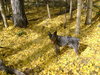 Bubba on the West Fork Trail #94 - Greer