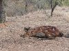 Dead horse