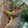 Toothy Squirrel.jpg