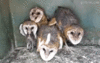 1238409517_owl_om_nom_nom.gif