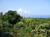Kealakekua.jpg