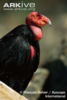 condor.PNG