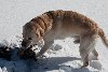 13_200902171629485_l.jpg