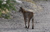 Thin scraggly-looking bobcat