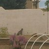 bobcat.jpg