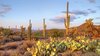 Saguaro National Park.jpg