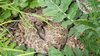 Rattler coiled around a mouse