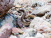 ANOTHER-RATTLER-smaller.png