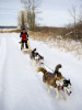 SledDogsWH.jpg
