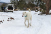 Snow_Blanco.jpg