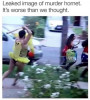 Murder Hornet.JPG