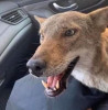 Lost Dog.JPG