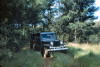 Through forests