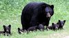 090813_5bears1.jpg