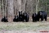 090813_5bears2.jpg