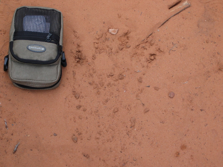 Bear foot print on Vultee Trail in Sedona. May 2005